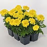 Бархатцы отклоненные (Tagetes patula)