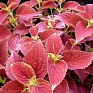 Колеус гибридный (Coleus х hybrida)