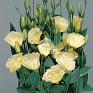 Лизиантус (Эустома) крупноцветковый (Lisianthus grandiflorum)