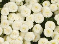 Пиретрум девичий (Vegmo)