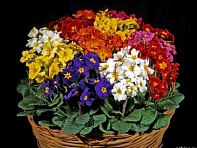 Примула полиантовая (многоцветковая) (Garden Beauty F1)