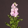 Левкой седой (Matthiola incana)