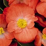 Бегония вечноцветущая (зеленая листва) (Begonia semperflorens)