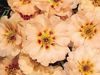 Портулак крупноцветковый (Sundial F1)