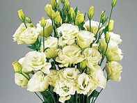 Лизиантус (Эустома) крупноцветковый (Advantage F1)