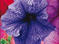 Петуния крупноцветковая (Donna F1)
