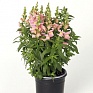 Львиный зев (Антирринум) большой (Antirrhinum majus)