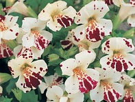 Губастик гибридный (Magic F1)