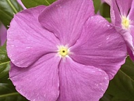 Катарантус розовый ампельный (Cora Cascade XDR F1)