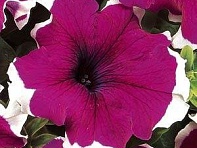 Петуния крупноцветковая (Dreams F1)