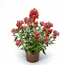 Львиный зев (Антирринум) большой (Antirrhinum majus)