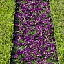 Виола рогатая (Viola cornuta)