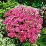 Гвоздика гибридная (Dianthus interspecific)