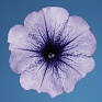 Петуния многоцветковая (Petunia multiflora)