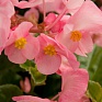 Бегония гибридная (зеленая листва) (Begonia benariensis)