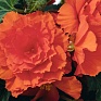 Бегония клубневая махровая ампельная (Begonia tuberhybrida)
