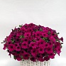 Петуния ампельная гибридная (Petunia x hybrida)