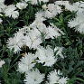 Гвоздика гибридная (Dianthus interspecific)