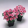 Гвоздика китайская (Dianthus chinensis)