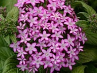 Пентас ланцетовидный (Glitterati F1)