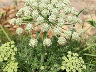 Зосима полынелистная ()