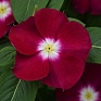 Катарантус розовый ампельный (Vinca rosea)