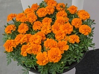 Бархатцы отклоненные (Chica)