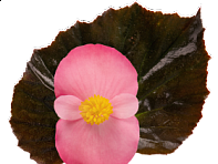 Бегония гибридная (бронзовая листва) (Stonehedge F1)