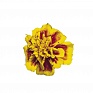 Бархатцы отклоненные (Tagetes patula)