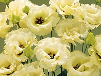 Лизиантус (Эустома) крупноцветковый (Corelli F1)