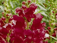 Львиный зев (Антирринум) большой (Liberty Classic F1)