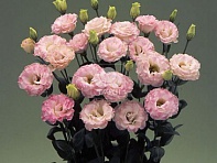 Лизиантус (Эустома) крупноцветковый (Arena F1)