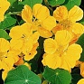 Настурция большая (Tropaeolum majus)