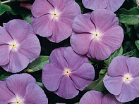 Катарантус розовый (Heatwave)