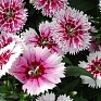 Гвоздика китайская х турецкая (Dianthus chinensis  x barbatus)