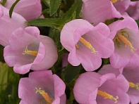 Колокольчик средний (Campana)