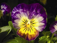 Виола рогатая (Penny F1) Виола рогатая (Penny F1)