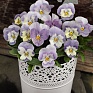 Виола рогатая (Viola cornuta)