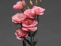 Лизиантус (Эустома) крупноцветковый (Flare F1)