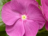 Катарантус розовый (Cora XDR F1)