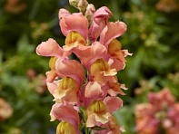 Львиный зев (Антирринум) большой (Snaptini F1)