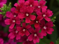 Вербена гибридная (Quartz XP)