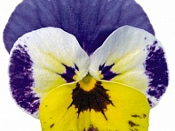 Виола рогатая (Admire F1)