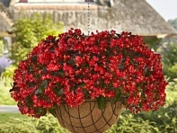 Бегония гибридная ампельная (зеленая листва) (Hula F1)