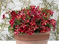 Петуния ампельная гибридная (Romantica F1)