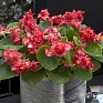 Бегония вечноцветущая махровая (зеленая листва) (Begonia semperflorens)