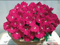 Петуния ампельная гибридная (Gioconda F1)