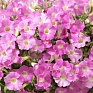 Петуния ампельная гибридная (Petunia x hybrida)
