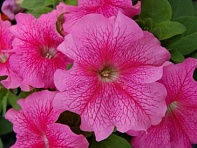 Петуния крупноцветковая (генетически компактная) (Limbo GP F1)