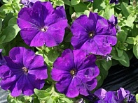 Петуния многоцветковая (генетически компактная) (Mambo GP F1) Петуния многоцветковая (генетически компактная) (Mambo GP F1)